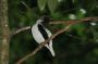 Trinidad2005 - 095 * Bearded Bellbird.